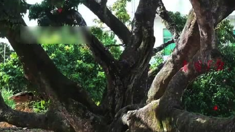 广信配资 90后小伙拍下800斤杨贵妃同款荔枝